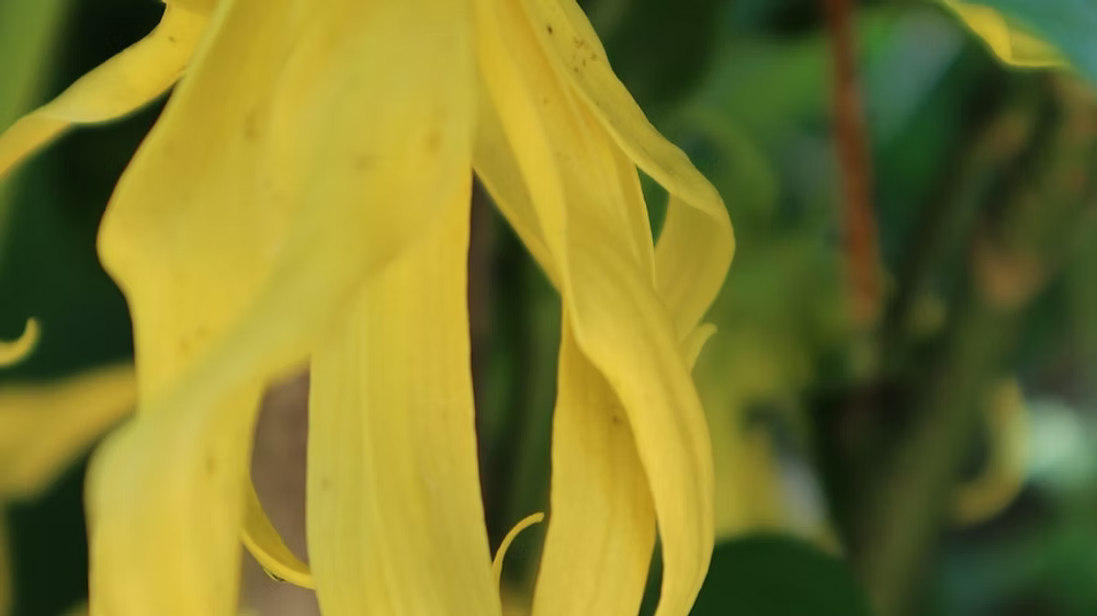 Kulli Classic 2 ML Sample